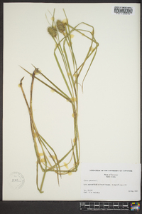 Carex squarrosa image