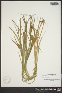 Carex squarrosa image