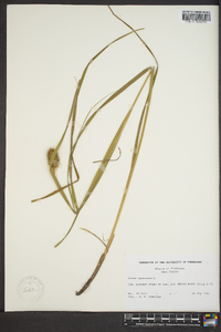 Carex squarrosa image