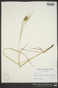 Carex squarrosa image