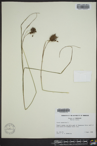 Carex squarrosa image