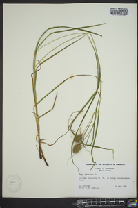 Carex squarrosa image