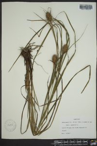 Carex squarrosa image