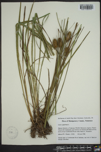 Carex squarrosa image