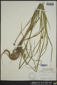 Carex squarrosa image