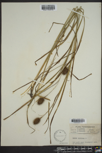 Carex squarrosa image