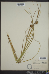 Carex squarrosa image