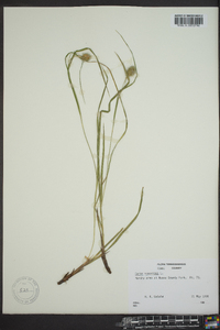 Carex squarrosa image