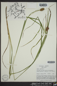 Carex squarrosa image