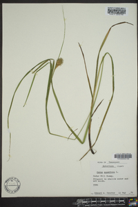 Carex squarrosa image