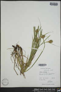 Carex squarrosa image