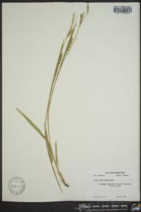 Carex striatula image