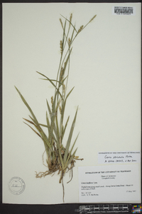 Carex striatula image