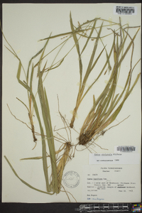 Carex striatula image