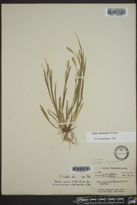 Carex striatula image