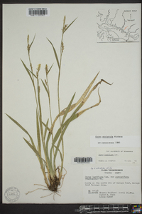 Carex striatula image