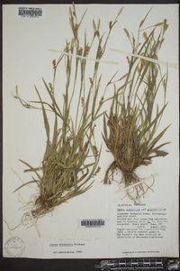 Carex striatula image