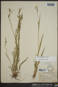 Carex striatula image