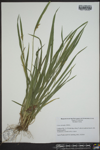 Carex striatula image