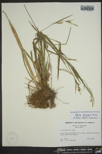 Carex striatula image