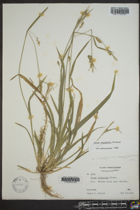 Carex striatula image