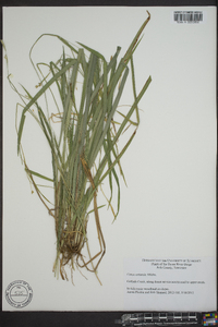 Carex striatula image