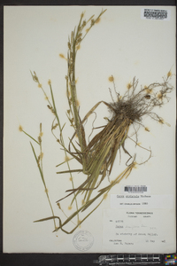 Carex striatula image