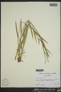 Carex striatula image