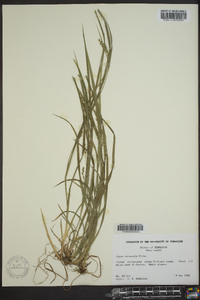 Carex striatula image