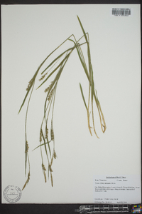 Carex striatula image