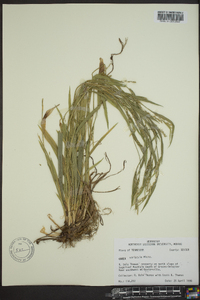 Carex striatula image