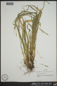 Carex striatula image