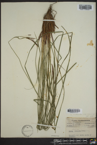 Carex stricta var. stricta image