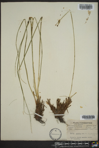 Carex stricta var. stricta image