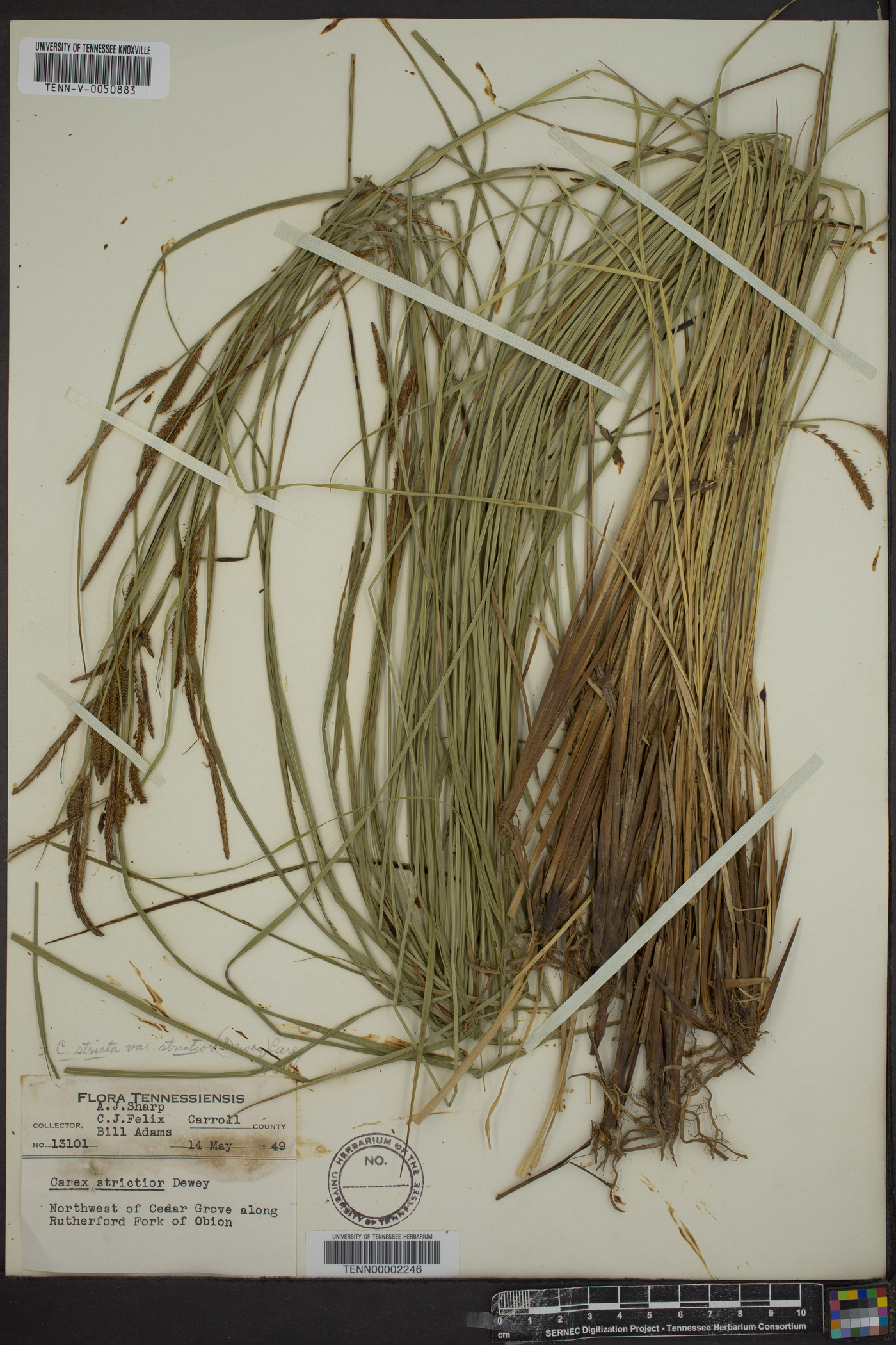 Carex stricta var. stricta image