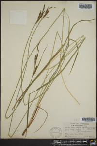 Carex stricta var. stricta image