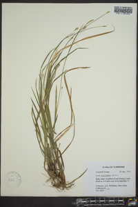 Carex styloflexa image