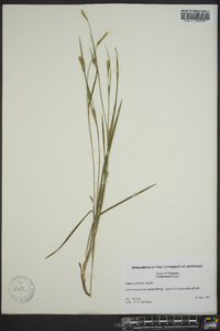 Carex styloflexa image