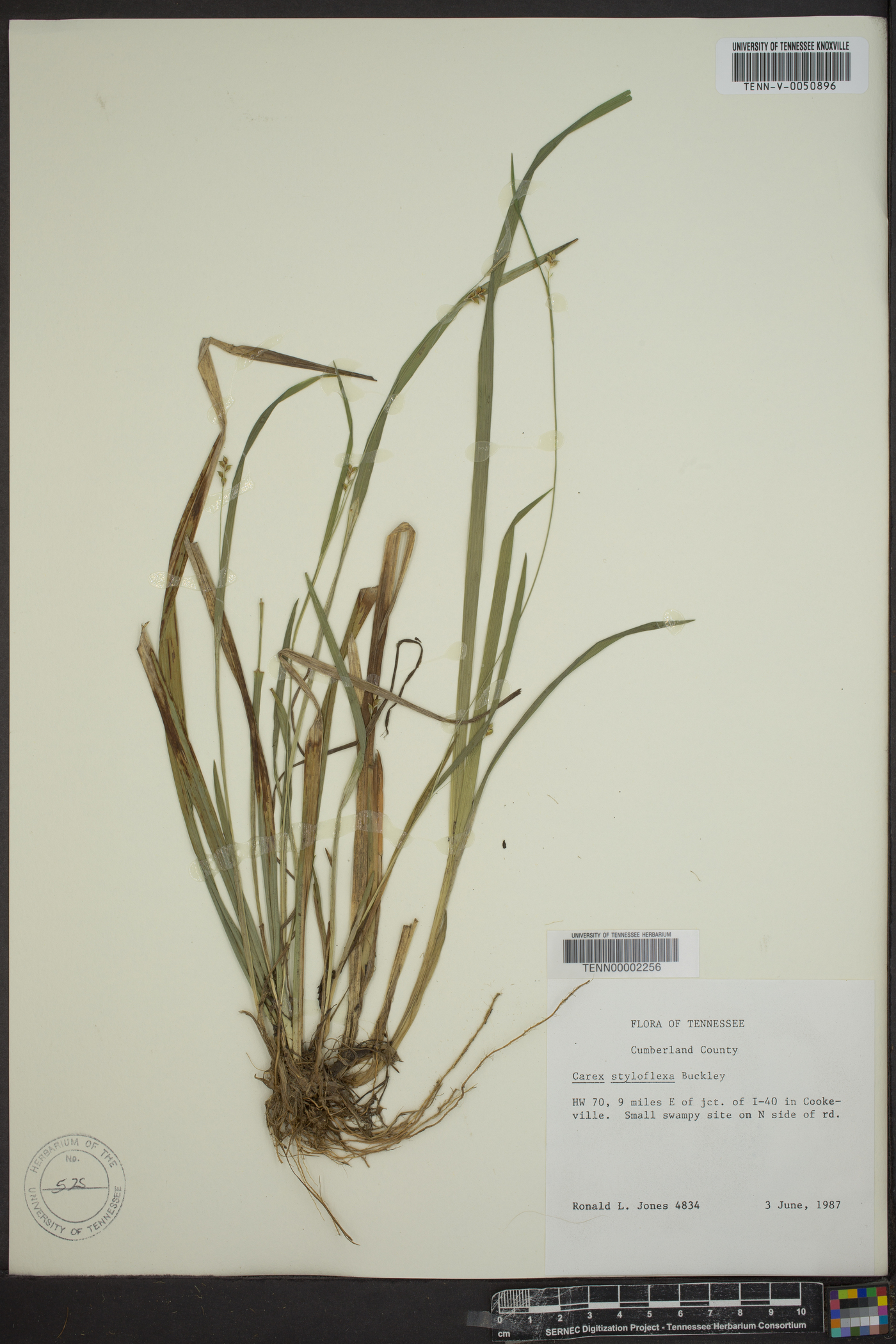 Carex styloflexa image