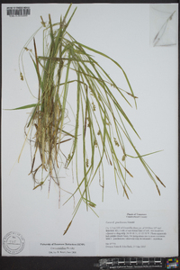 Carex styloflexa image