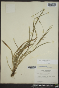 Carex styloflexa image