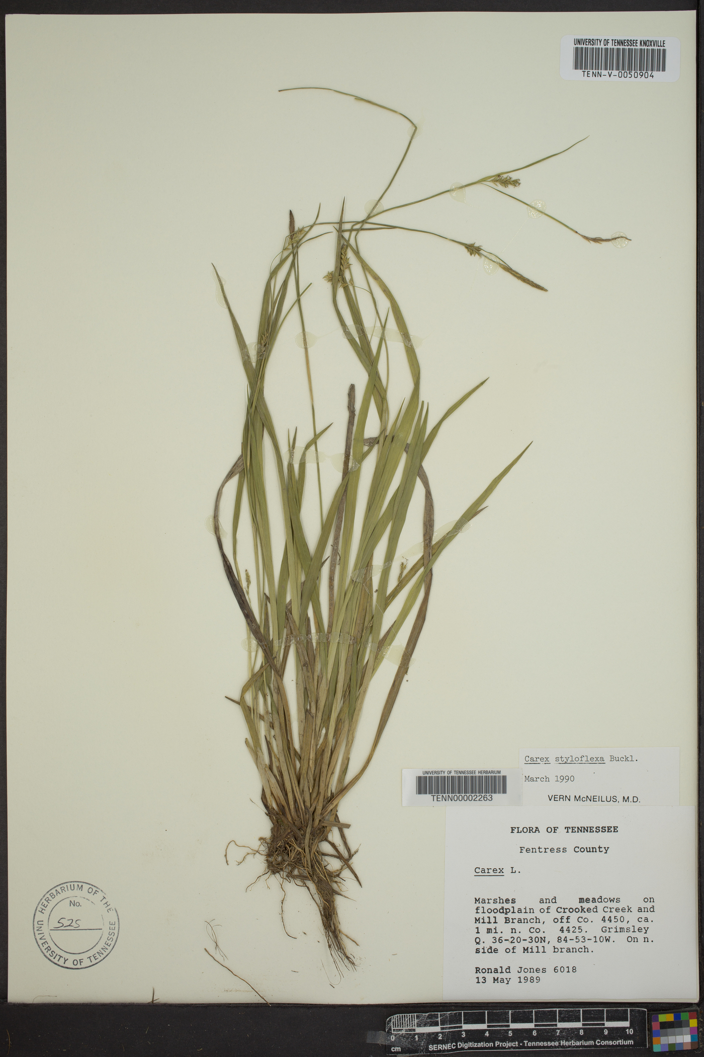 Carex styloflexa image