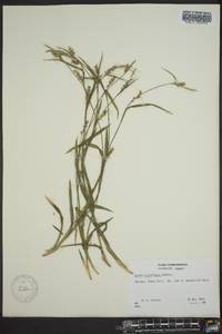 Carex styloflexa image