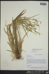 Carex styloflexa image