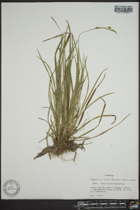 Carex styloflexa image