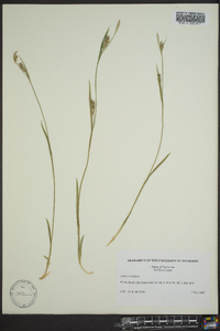 Carex styloflexa image