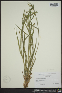 Carex styloflexa image