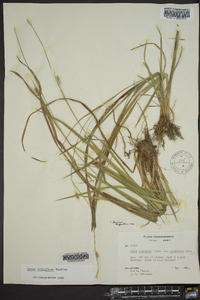 Carex styloflexa image