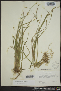 Carex styloflexa image