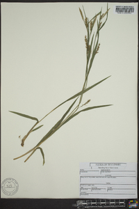 Carex styloflexa image